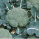 LUCKY BROCCOLI SEEDS(Bejo)-1000 Seed