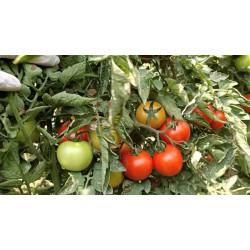 Heemshikhar Tomato (Syngenta)