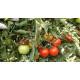Heemshikhar Tomato (Syngenta)