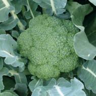 GREEN MAGIC BROCCOLI(2000 seed)