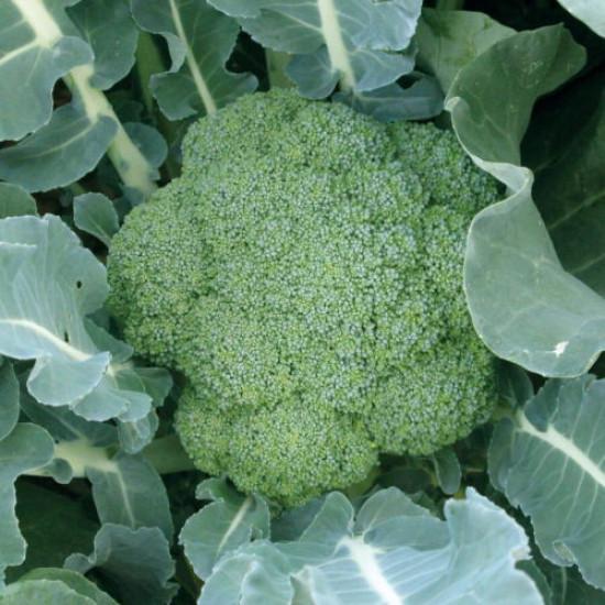GREEN MAGIC BROCCOLI(2000 seed)