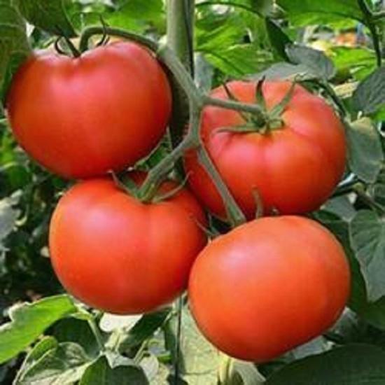 HEEMSOHNA TOMATO(Syngenta)-3500 Seeds