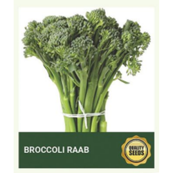 Broccoli Raab (Rapini) Seeds for Hydroponics & Kitchen Garden – Bio Spectrum Seeds