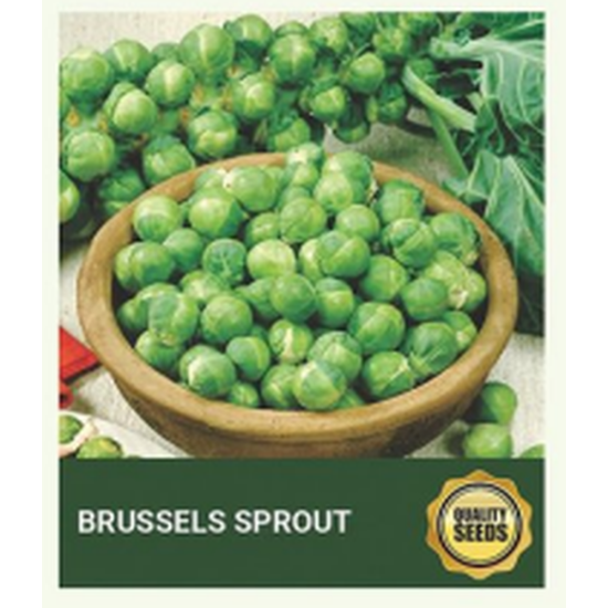Brussels Sprout Seeds for Hydroponics & Kitchen Garden – Bio Spectrum Seeds
