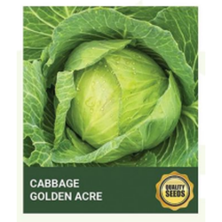 Cabbage Golden Acre Seeds for Hydroponics & Kitchen Garden – Bio Spectrum Seeds