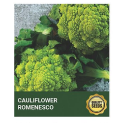 Cauliflower Romanesco Seeds for Hydroponics & Kitchen Garden – Bio Spectrum Seeds