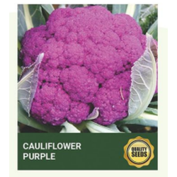 Purple Cauliflower Seeds for Hydroponics & Premium Gardening – Bio Spectrum Seeds