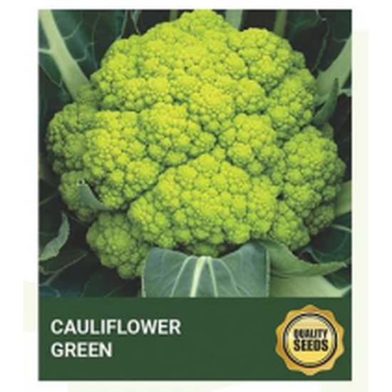 Green Cauliflower Seeds for Hydroponics & Kitchen Garden – Bio Spectrum Seeds