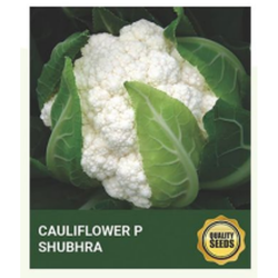 Cauliflower P Shubhra Seeds for Hydroponics & Open Field Cultivation – Bio Spectrum Seeds