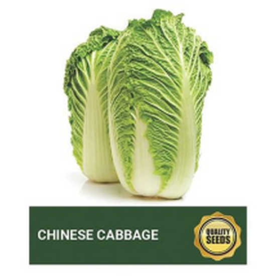 Chinese Cabbage Seeds for Hydroponics & Kitchen Garden – Bio Spectrum Seeds