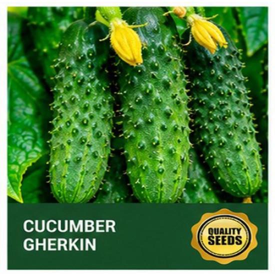 Gherkin Cucumber Seeds for Pickling & Hydroponic Cultivation – Bio Spectrum Seeds