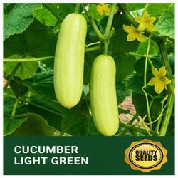 Light Green Cucumber Seeds for Hydroponics & Commercial Farming – Bio Spectrum Seeds