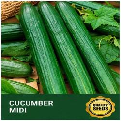 Midi Cucumber Seeds for Hydroponics & Greenhouse Cultivation – Bio Spectrum Seeds