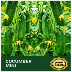 Mini Cucumber Seeds for Hydroponics & Urban Gardening – Bio Spectrum Seeds