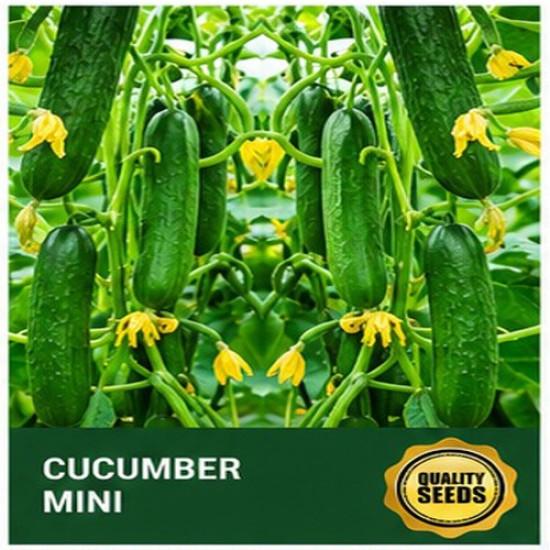 Mini Cucumber Seeds for Hydroponics & Urban Gardening – Bio Spectrum Seeds