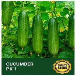 PK1 Cucumber Seeds for Hydroponics & High-Yield Farming – Bio Spectrum Seeds