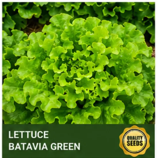 Lettuce Batavia Green - Bio Spectrum