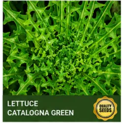 Lettuce Catalogna Green - Bio Spectrum Seeds