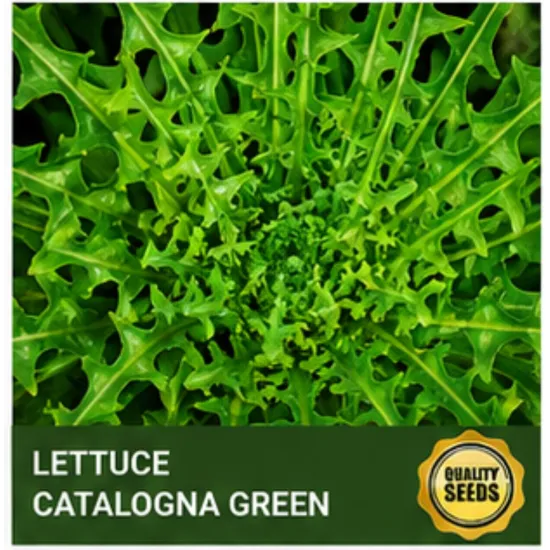 Lettuce Catalogna Green - Bio Spectrum Seeds