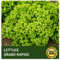 Lettuce Grand Rapids - Bio Spectrum Seeds