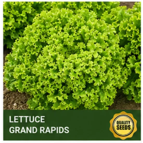 Lettuce Grand Rapids - Bio Spectrum Seeds