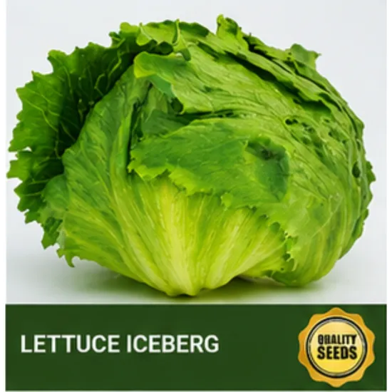Lettuce Iceberg Bio Spectrum Seeds