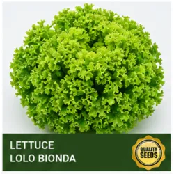 Lettuce Lolo Bionda Seeds - Bio Spectrum Seeds