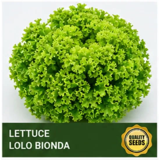 Lettuce Lolo Bionda Seeds - Bio Spectrum Seeds