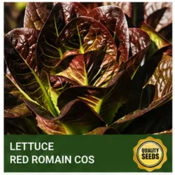 Lettuce Red Romaine Cos - Bio Spectrum Seeds