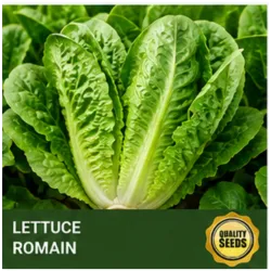 Lettuce Romaine Bio Spectrum Seeds