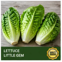 Lettuce Little Gem Bio Spectrum Seeds