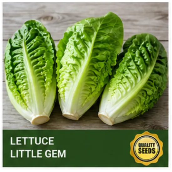 Lettuce Little Gem Bio Spectrum Seeds