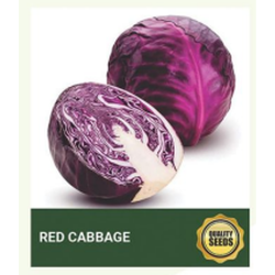 Red Cabbage Seeds for Hydroponics & Premium Vegetable Farming – Bio Spectrum Seeds