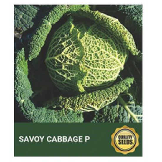 Savoy Cabbage Seeds for Hydroponics & Gourmet Gardening – Bio Spectrum Seeds