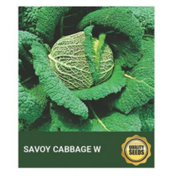 Savoy Cabbage W Seeds for Hydroponics & Specialty Vegetable Farming – Bio Spectrum Seeds