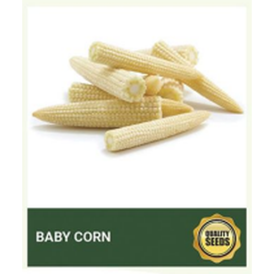 Baby Corn Seeds for Hydroponics, Kitchen Garden & Commercial Farming – Bio Spectrum Seeds