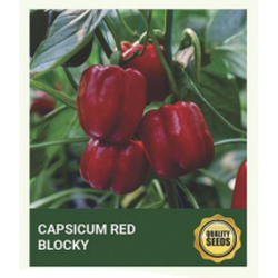 Capsicum Red Blocky Seeds for Hydroponics - 30 Seeds