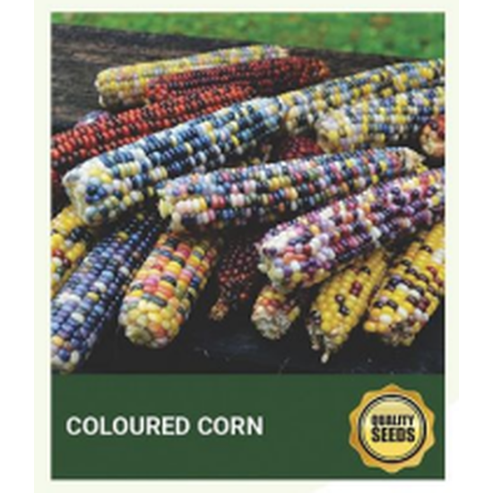Coloured Corn Seeds for Hydroponics, Ornamental Gardens & Specialty Farming – Bio Spectrum Seeds