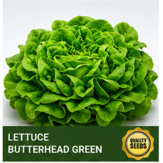 Lettuce Butterhead Green Bio Spectrum Seeds