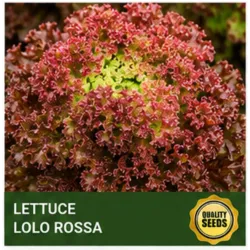 Lettuce Lolo Rossa -  Bio Spectrum Seeds