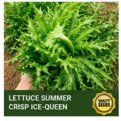 Lettuce Romaine Bio Spectrum Seeds