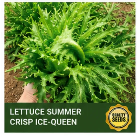 Lettuce Romaine Bio Spectrum Seeds