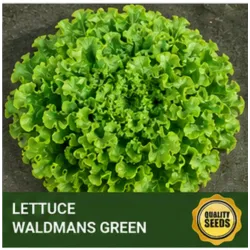 lettuce waldmans greens Bio Spectrum Seeds