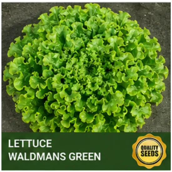 lettuce waldmans greens Bio Spectrum Seeds