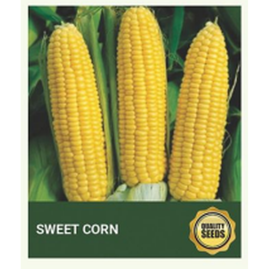 Sweet Corn Seeds for Hydroponics, Home Garden & Farm Cultivation – Bio Spectrum Seeds - 50 Seeds