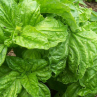 Basil Lettuce Leaf -10gm