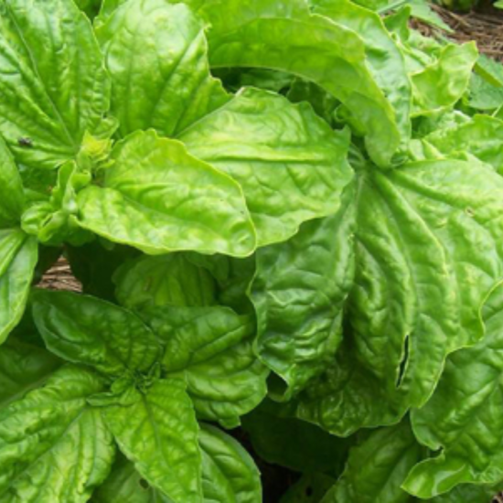 Basil Lettuce Leaf -10gm