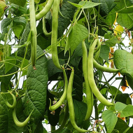 Beans (Shagun) Agro Seeds-500gm