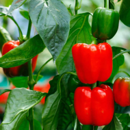 Indus - Bellpepper ( Red ) 7.3gm / 1000 seeds