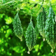 Bittergourd (F1.Aryan2001)Nongwoo Seeds-50gm